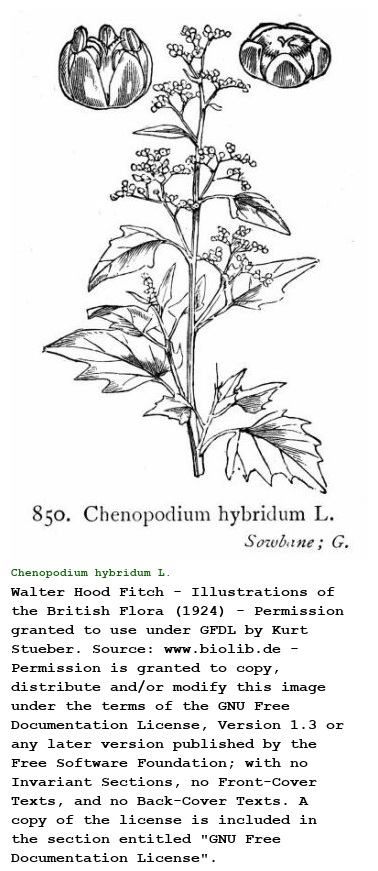 Chenopodium hybridum L.